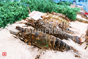 Lobster, 1 Kg