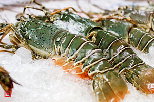 Lobster, 1 Kg