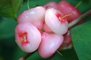 Fresh Pink Water Apple, 500 g