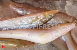Fresh Kane – Lady Fish, (Medium), 1 Kg – UDUPI FRESH
