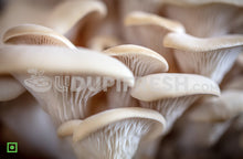 Load image into Gallery viewer, Hydroponic Organic Mushroom Home Farming Kit
