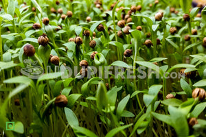 Home Grown Microgreens Coriander, 100 g