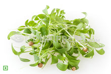 Load image into Gallery viewer, Home Grown Microgreens Coriander, 100 g
