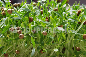 Home Grown Microgreens Coriander, 100 g