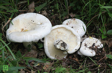 Load image into Gallery viewer, Organic Oyster Mushrooms, 250 g
