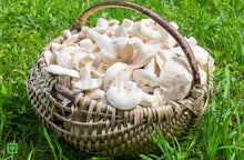 Load image into Gallery viewer, Organic Oyster Mushrooms, 250 g
