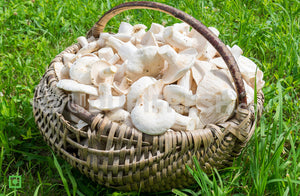 Organic Oyster Mushrooms, 250 g