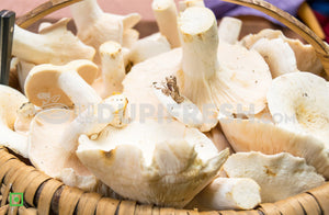 Organic Oyster Mushrooms, 250 g