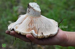 Organic Oyster Mushrooms, 250 g