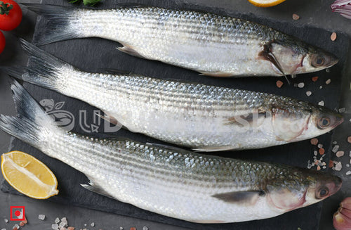 Fresh Fish & Seafood – udupifresh.com