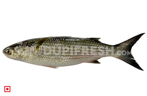 Freshwater Fresh Mullet Fish / Malai Fish , 1 Kg