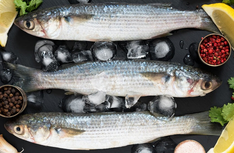 Freshwater Fresh Mullet Fish / Malai Fish , 1 Kg – UDUPI FRESH