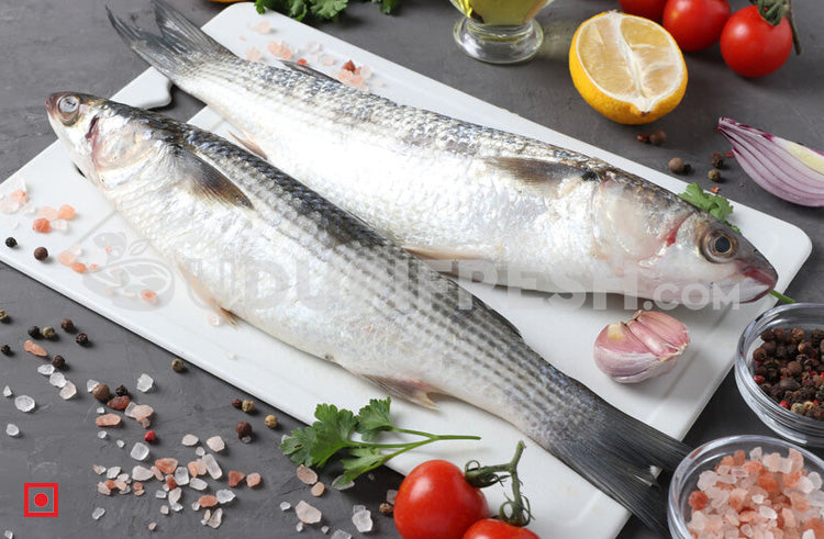 Freshwater Fresh Mullet Fish / Malai Fish , 1 Kg – UDUPI FRESH