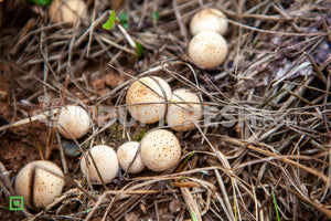 Rare Natural Puffball Mushroom / Alambe  Without Peeled,1 Kg