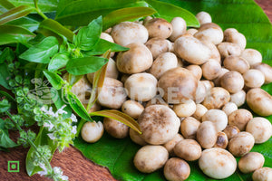 Rare Gud Gud Alambe or  wild mushrooms Alamb Without Peeled,1 Kg