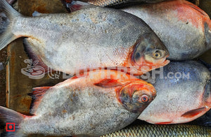 Freshwater Fresh Roopchand Fish / Pacur Fish  1 Kg