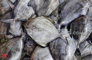 Black Pomfret/Black Maanji-  Small , 1 kg
