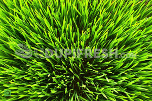Wheatgrass 20 g